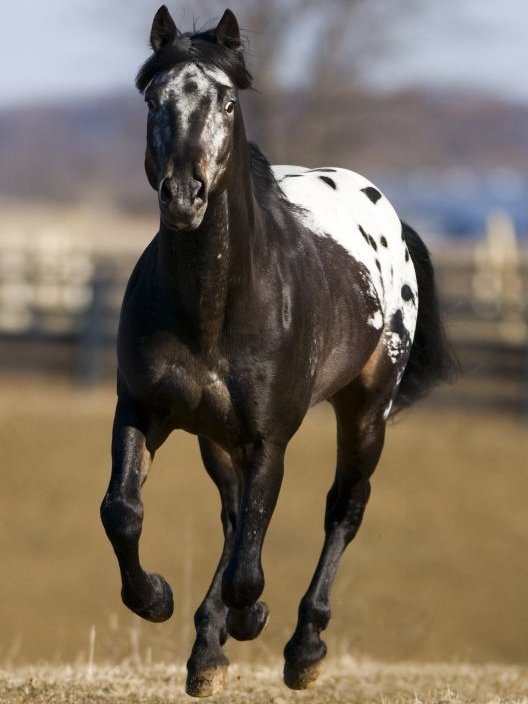 Caballo Brisa
