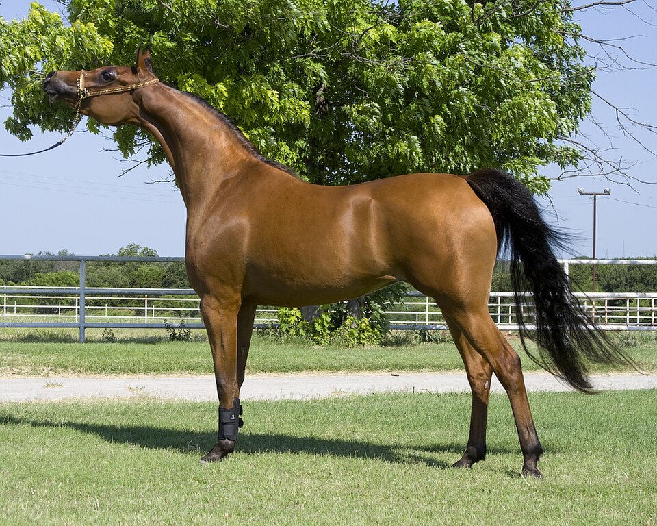 Caballo Canela