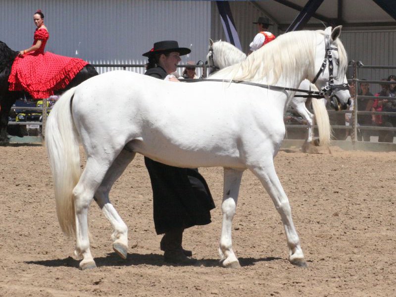 Caballo Lucero