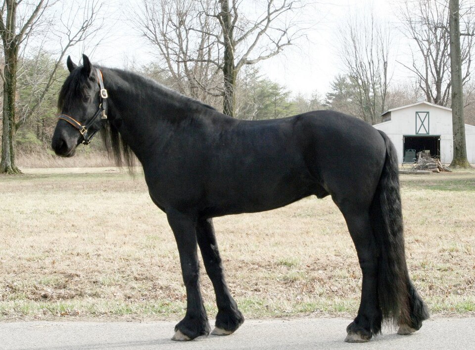 Caballo Sultán