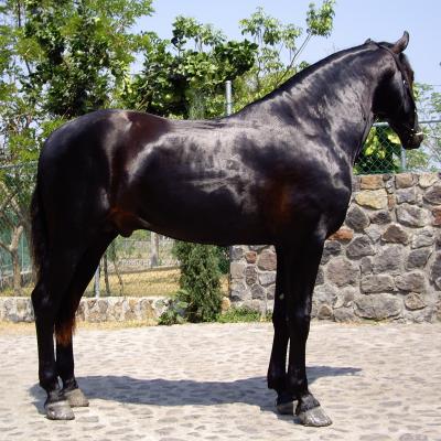 Caballo Trueno